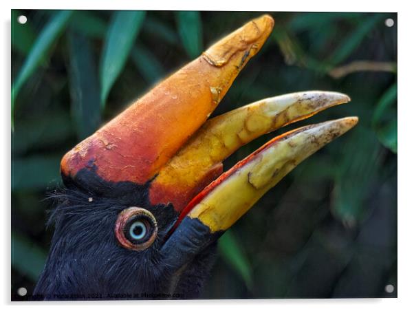 Rhinoceros Hornbill portrait Acrylic by Fiona Etkin