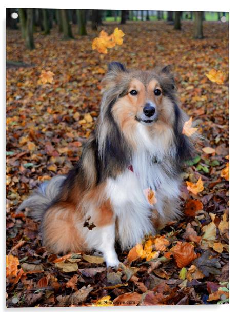 Autumnal Sheltie in the falling leaves Acrylic by Fiona Etkin