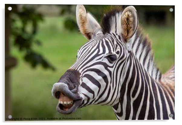Zebra showing teeth Acrylic by Fiona Etkin
