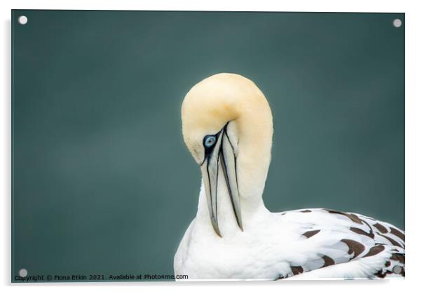 Gannet looking Down Acrylic by Fiona Etkin