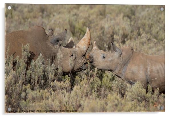 Rhinos in the African Bushveld Acrylic by Fiona Etkin