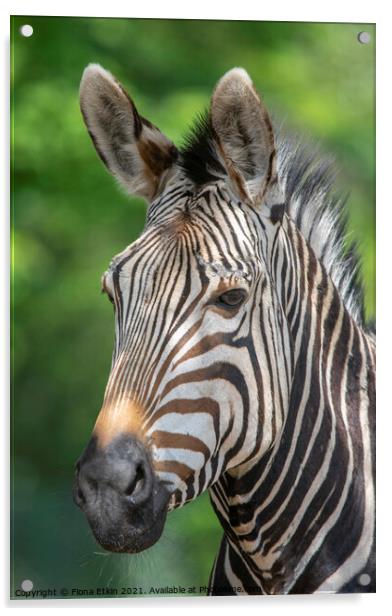 Hartman's Zebra portrrait Acrylic by Fiona Etkin