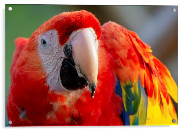 Scarlet Macaw close up portrait Acrylic by Fiona Etkin