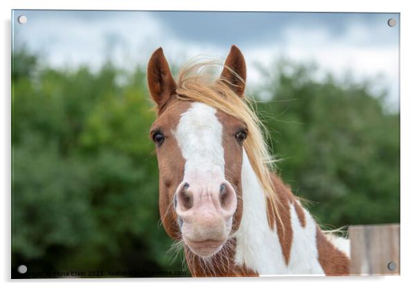 Chestnut and White Horse portrait Acrylic by Fiona Etkin