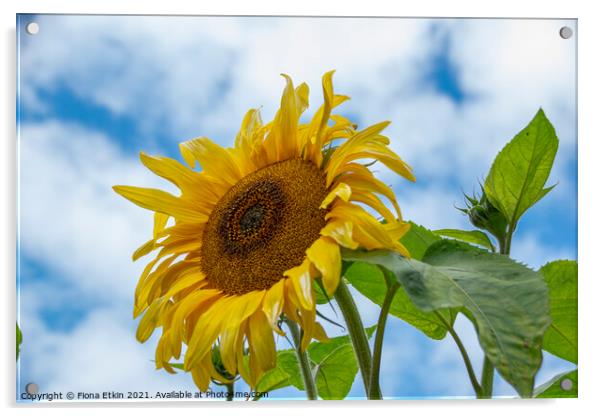 Sunflower in the sky Acrylic by Fiona Etkin