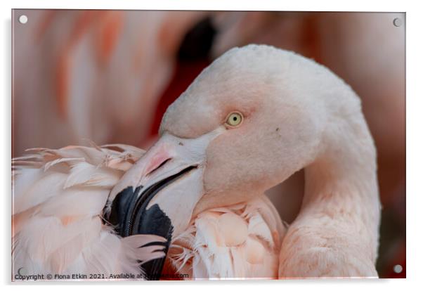 Chilean Flamingo portrait Acrylic by Fiona Etkin