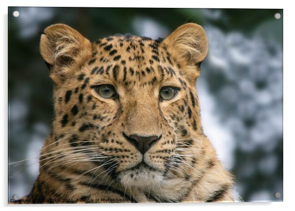 Amur Leopard Portrait Acrylic by Fiona Etkin