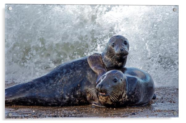  seals embracing the waves Acrylic by Fiona Etkin