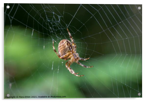 Spider on a web Acrylic by Fiona Etkin