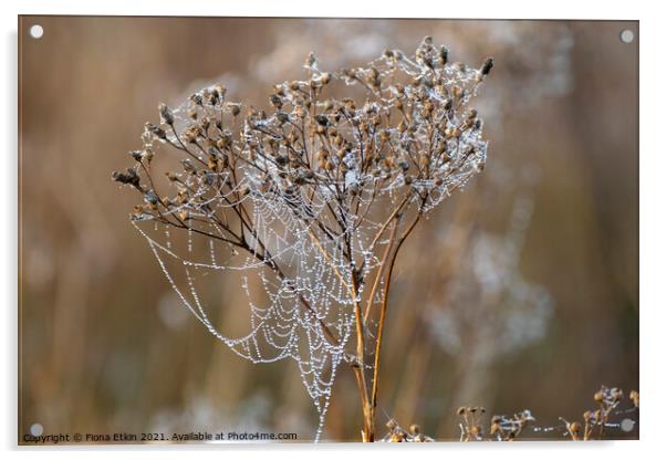 Morning dewdrops on a cobweb Acrylic by Fiona Etkin