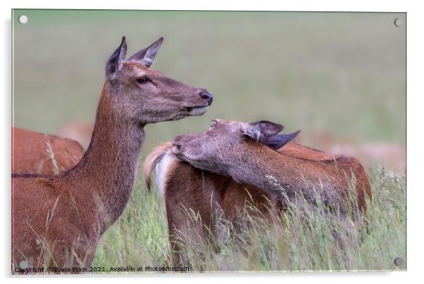 Red Deer in the fields Acrylic by Fiona Etkin