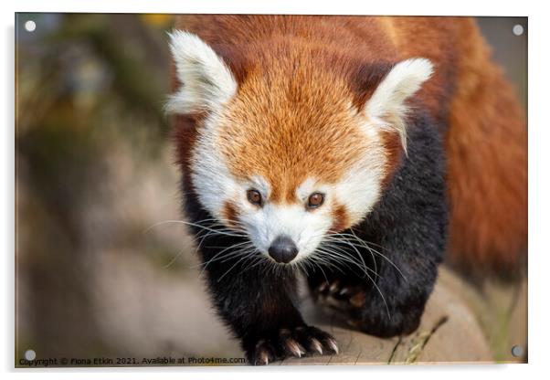 Red Panda taking a stroll Acrylic by Fiona Etkin