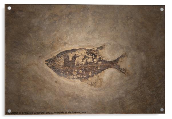 Prehistoric Fossils Fish Fossil in Rock or Stone Acrylic by PAULINE Crawford