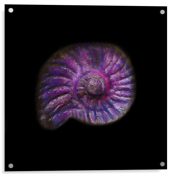 Prehistoric Purple Ammonite Fossil  Acrylic by PAULINE Crawford
