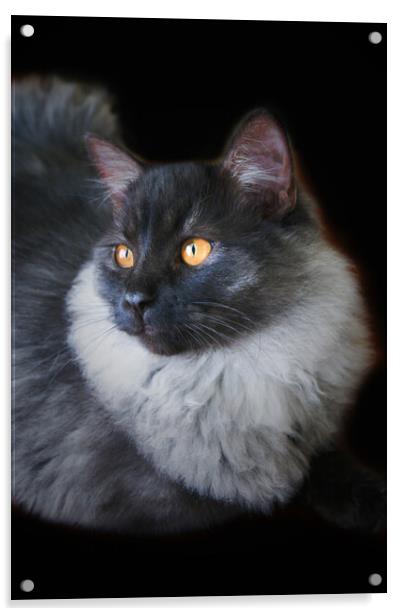 Black Smoke Ragdoll Cat with Orange Eyes Acrylic by PAULINE Crawford