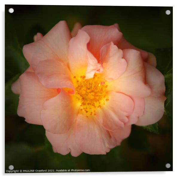 Peach Rose Blossom Petals Flower Close Up Acrylic by PAULINE Crawford