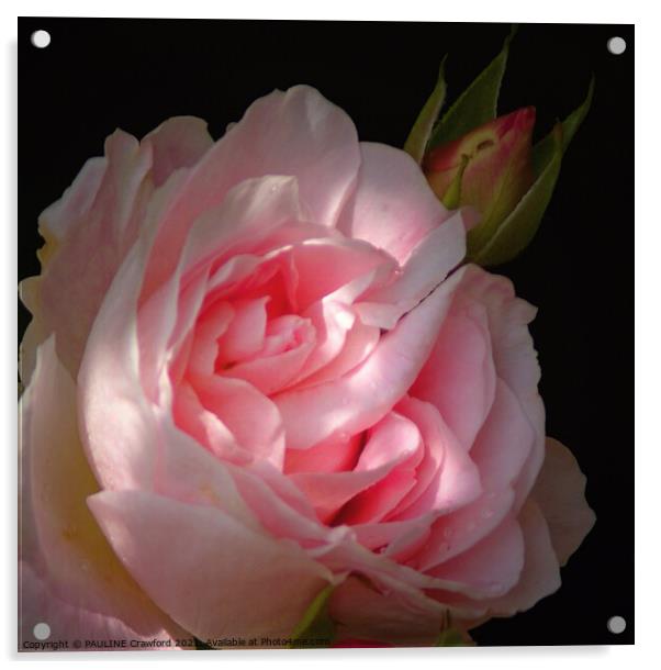 Pink Rose Blossom Double Bloom with Rosebud Acrylic by PAULINE Crawford
