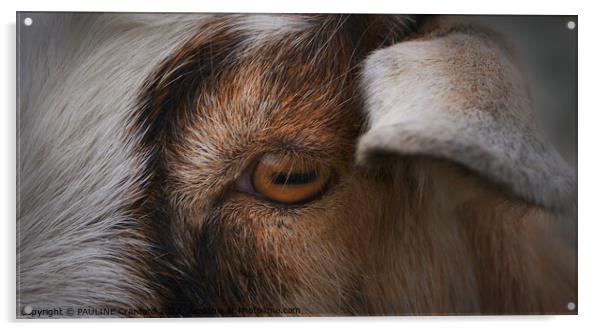 Eye of the Goat Acrylic by PAULINE Crawford