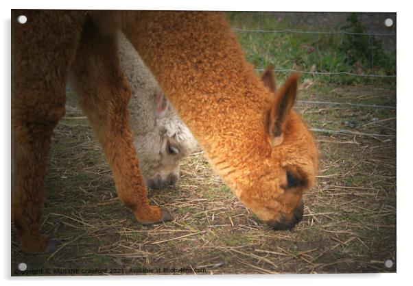 2 Alpaca Lamas Nibbling Grass Acrylic by PAULINE Crawford