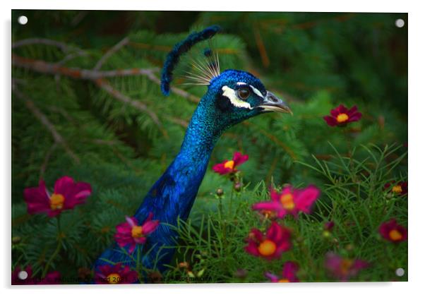 Peacock Bird in Flower Patch Acrylic by PAULINE Crawford