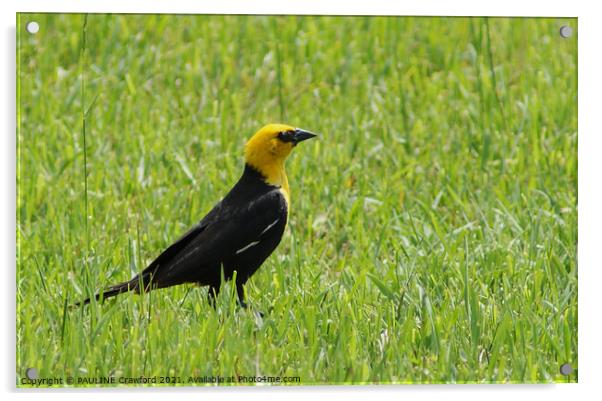 Yellow Black Bird in Green Grass Field Acrylic by PAULINE Crawford