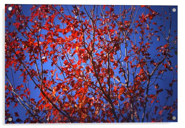 Fall Maple Leaves Red Tree Leaves Acrylic by PAULINE Crawford