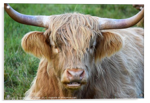 Highland Cow Acrylic by Christopher Corbett
