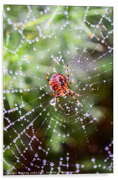 Spider and rain drops on the web Acrylic by Morag Locke