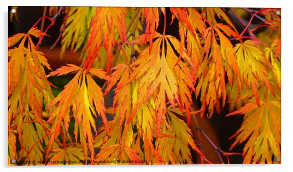 Acer Autumn colour Acrylic by Mark Hetherington