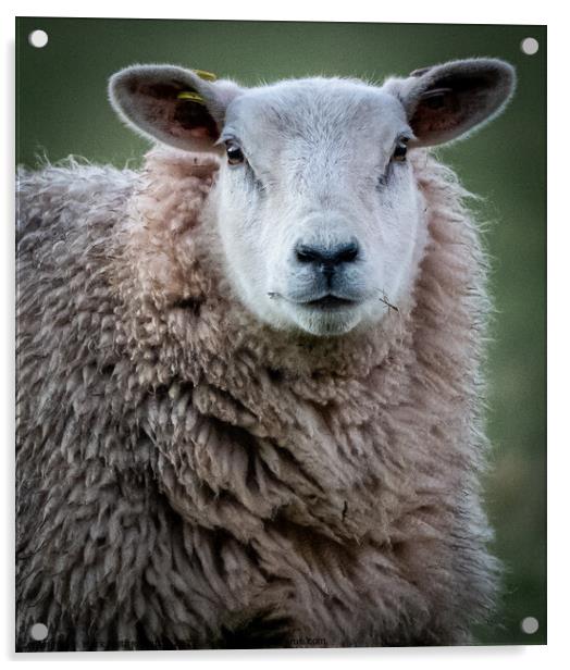 An inquisitive sheep Acrylic by Mark Hetherington