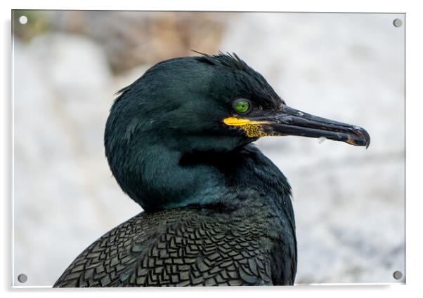 Shag Acrylic by Mark Hetherington