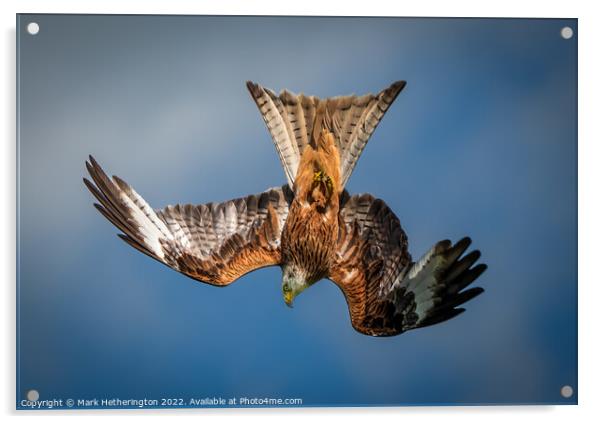Diving Red Kite Acrylic by Mark Hetherington