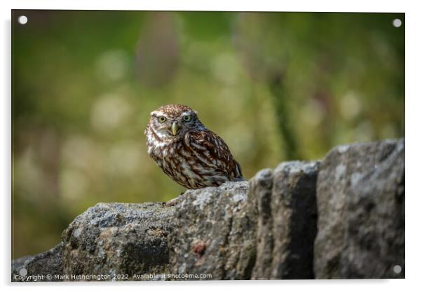 Little Owl Acrylic by Mark Hetherington
