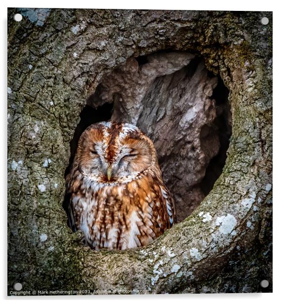 Tawny Owl Acrylic by Mark Hetherington