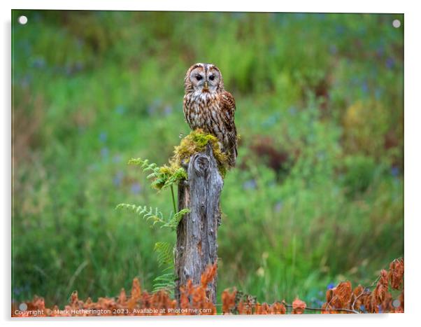 Tawny Owl Acrylic by Mark Hetherington