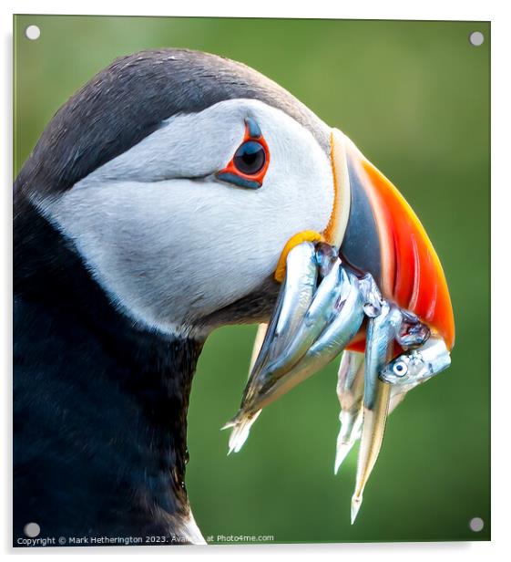 Puffin portrait Acrylic by Mark Hetherington