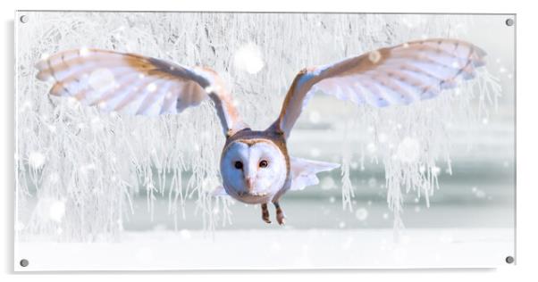 Barn Owl In The Snow Acrylic by Picture Wizard