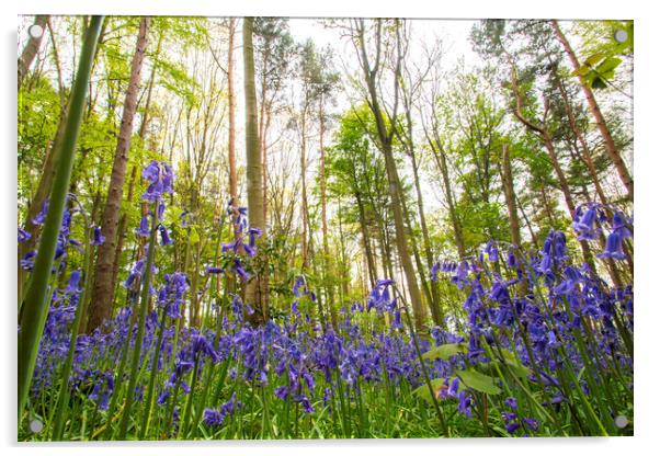 In The Bluebells Acrylic by Picture Wizard