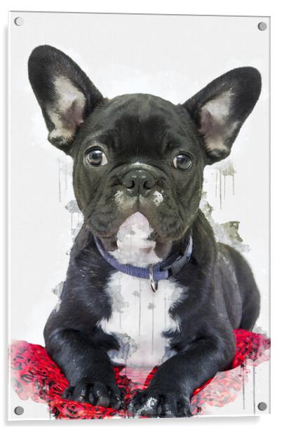 French Bulldog Acrylic by Picture Wizard