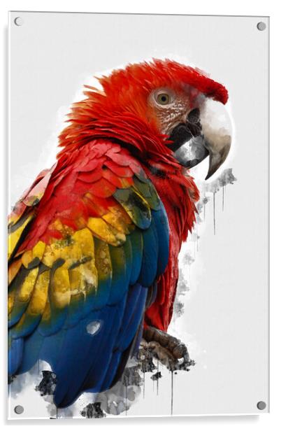 Scarlet Macaw Acrylic by Picture Wizard