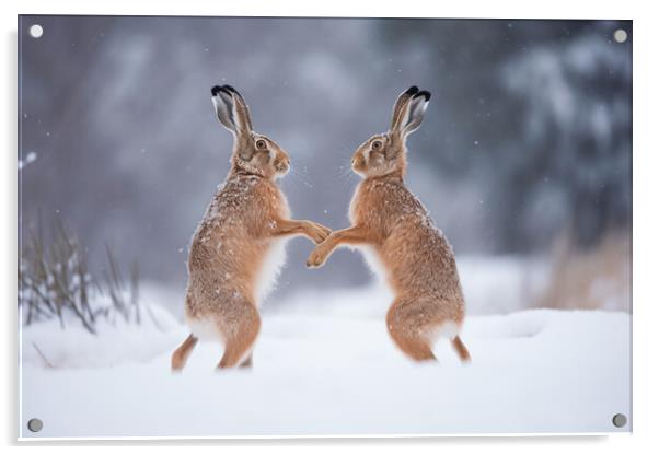 Boxing Hares Acrylic by Picture Wizard