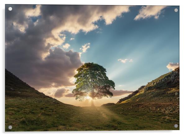 Sycamore Gap Sunrise Acrylic by Picture Wizard