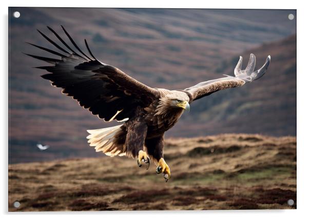 White Tailed Eagle Acrylic by Picture Wizard