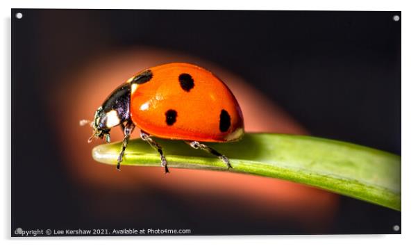 Ladybird macro Acrylic by Lee Kershaw