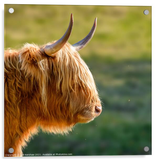 Highland cow watching a tiny fly Acrylic by Lee Kershaw