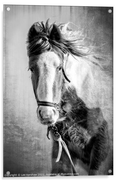 Coastal Northumbrian Horse Portrait Acrylic by Lee Kershaw