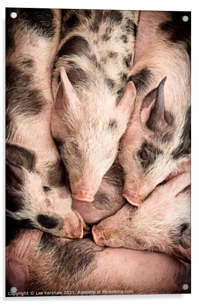 Piglets lay snuggled together Acrylic by Lee Kershaw