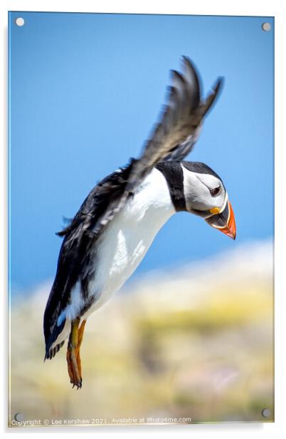 A Puffin Lands at Inner Farne Acrylic by Lee Kershaw