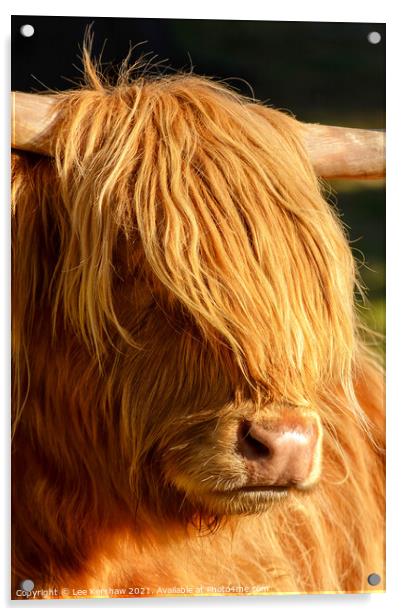 Highland cow close detail Acrylic by Lee Kershaw