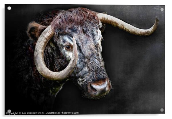 Longhorn Cow close portrait Acrylic by Lee Kershaw